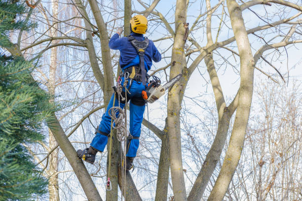 How Our Tree Care Process Works  in  Bay City, MI