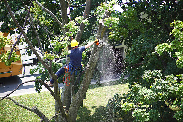 Reliable Bay City, MI Tree Removal Services Solutions